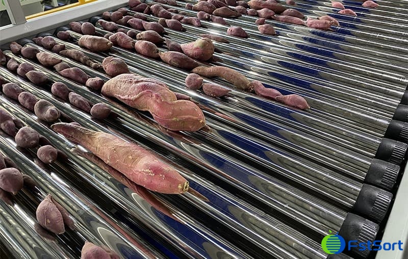 images/1686912391493sweet potato sorting line.jpg
